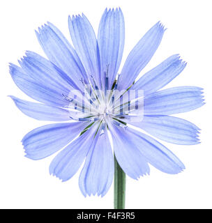 Cichorium Intybus - gemeinsame Chicorée-Blumen auf dem weißen Hintergrund isoliert. Stockfoto