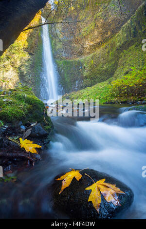 USA. Oregon. Ultra-Weitwinkel Perspektive vertikales Panoramablick auf Tunnel Wasserfälle, 6 Meilen vom Ausgangspunkt der Wanderung in der Columbia-Schlucht. (Großformatige Größen erhältlich). Stockfoto