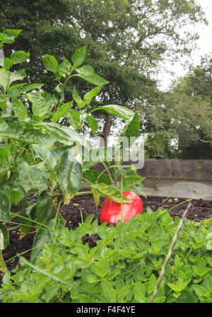 Grüne und rote Paprika in einem Heim Hobby-Bauernhof Garten in Neu-England angebaut Stockfoto