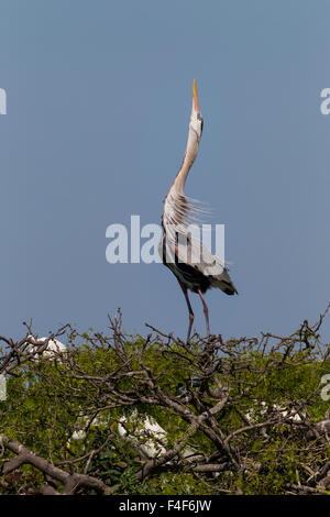 Calhoun County, Texas. Great Blue Heron (Ardea Herodias) Erwachsenen anzeigen Stockfoto