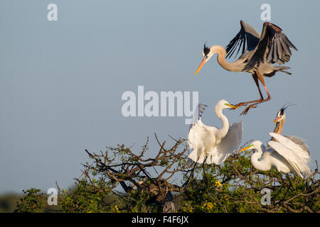 Calhoun County, Texas. Great Blue Heron (Ardea Herodias) Erwachsenen anzeigen Stockfoto