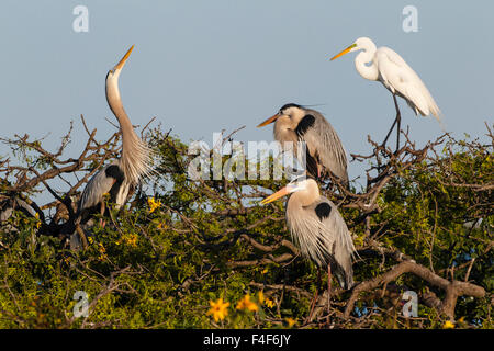 Calhoun County, Texas. Great Blue Heron (Ardea Herodias) Erwachsenen anzeigen Stockfoto