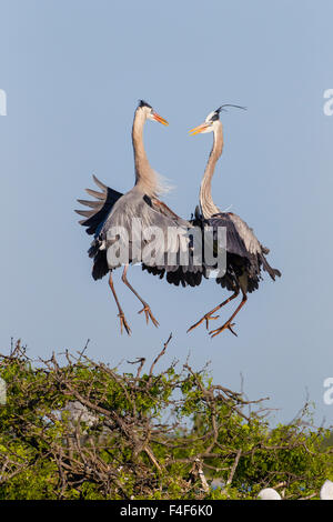 Calhoun County, Texas. Great Blue Heron (Ardea Herodias) Erwachsenen anzeigen Stockfoto