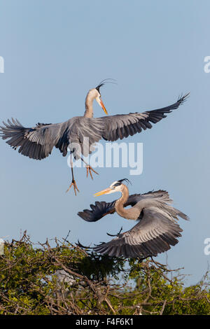 Calhoun County, Texas. Great Blue Heron (Ardea Herodias) Erwachsenen anzeigen Stockfoto