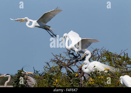 Calhoun County, Texas. Silberreiher (Ardea Alba) in kolonialen Nest Kolonie an der Küste von Texas Stockfoto