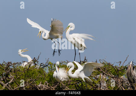 Calhoun County, Texas. Silberreiher (Ardea Alba) in kolonialen Nest Kolonie an der Küste von Texas Stockfoto