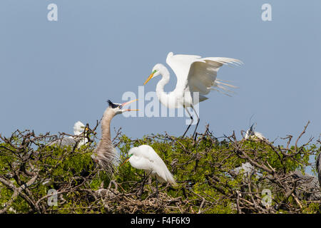 Calhoun County, Texas. Silberreiher (Ardea Alba) in kolonialen Nest Kolonie an der Küste von Texas Stockfoto