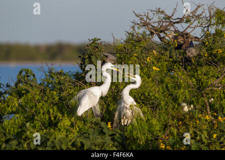 Calhoun County, Texas. Silberreiher (Ardea Alba) in kolonialen Nest Kolonie an der Küste von Texas Stockfoto