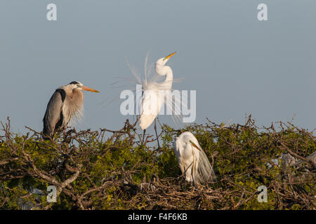 Calhoun County, Texas. Silberreiher (Ardea Alba) Anzeige Plume Federn zu kolonialen Nest Kolonie an der Küste von Texas Stockfoto