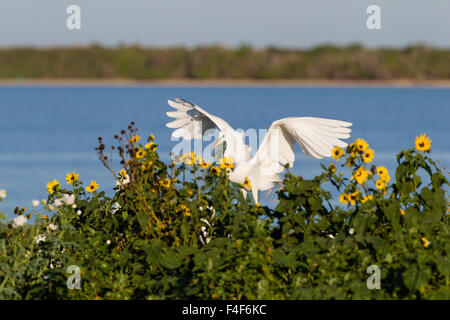 Calhoun County, Texas. Great Blue Heron (Ardea Herodias) Erwachsenen anzeigen Stockfoto