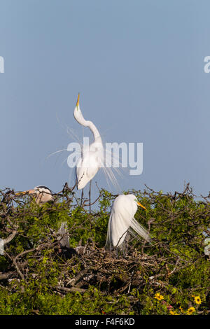 Calhoun County, Texas. Silberreiher (Ardea Alba) Anzeige Plume Federn zu kolonialen Nest Kolonie an der Küste von Texas Stockfoto