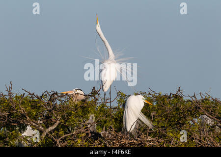 Calhoun County, Texas. Silberreiher (Ardea Alba) Anzeige Plume Federn zu kolonialen Nest Kolonie an der Küste von Texas Stockfoto