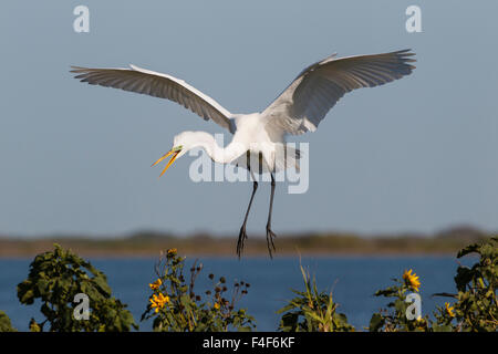 Calhoun County, Texas. Großer Reiher (Ardea Alba) Landung Nest an der Küste von Texas Stockfoto