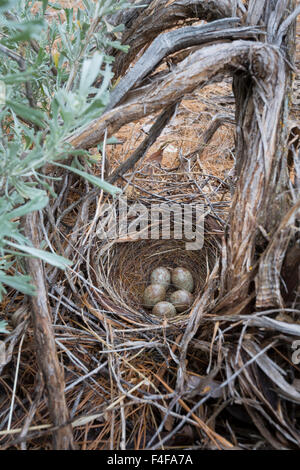 USA, US-Bundesstaat Washington. Brewer es Blackbird (Euphagus Cyanocephalus) Nest, gefleckt, getarnten Eier, auf Basis der Beifuß im Zentrum von Washington. Stockfoto