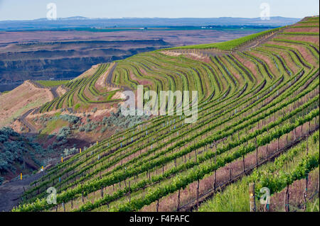 USA, Washington, Columbia Valley. Reihen von Weinreben entlang der Hügel auf die Bänke Weingut über den Columbia River in Horse Heaven Hills AVA. Stockfoto