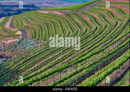 USA, Washington, Columbia Valley. Reihen von Weinreben entlang der Hügel auf die Bänke Weingut über den Columbia River in Horse Heaven Hills AVA. Stockfoto