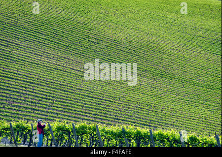 USA, Washington, Columbia Valley. Ein Mann schaut auf die Syrah-Reben im Vordergrund der Bänke Weinberg in der Horse Heaven Hills AVA. Stockfoto