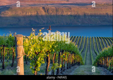 USA, Washington, Columbia Valley. Syrah Weinberge auf den Bänken Weingut führen hinunter in den Columbia River in der Horse Heaven Hills AVA. Stockfoto