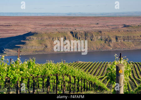 USA, Washington, Columbia Valley. Syrah-Reben auf den Bänken Weingut führen hinunter in den Columbia River in der Horse Heaven Hills AVA. Stockfoto