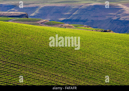 USA, Washington, Columbia Valley. Lange Reihen von Weinstöcken bilden die Bänke Weinberg in der Horse Heaven Hills AVA. Stockfoto