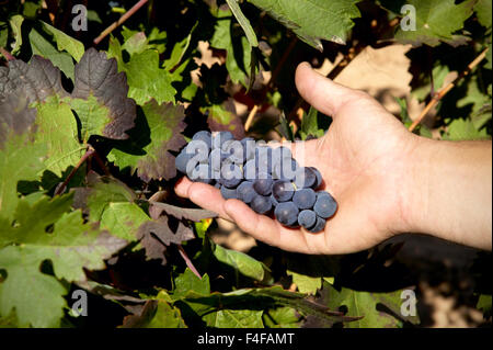 Rote Trauben am Weinstock kurz vor der Ernte Stockfoto