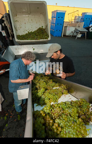 USA, Washington, Woodinville. Weingut Mitarbeiter sortieren Viognier Trauben bei Crush. Stockfoto
