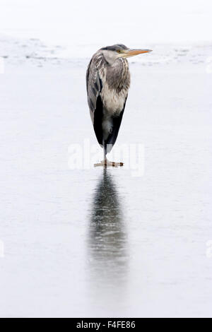 Graureiher Ardea Cinerea, einziger Vogel auf zugefrorenen See. Stockfoto