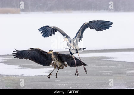 Zwei graue Reiher kämpfen Stockfoto