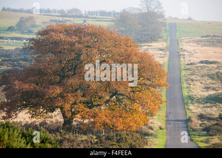 Sarn Helen gerade Römerstraße nun asphaltiert auf Mynydd Illtyd Common mit großen Eiche in Herbstfärbung, linken Brecon Beacons Stockfoto