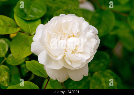 Rose Winchester Cathedral Stockfoto