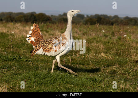 Großtrappe, Otis Tarda, Vogel, Wiltshire, Oktober 2015 Stockfoto