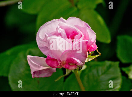 Rose-Fantin-Latour Stockfoto