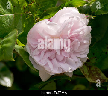 Rose-Fantin-Latour Stockfoto