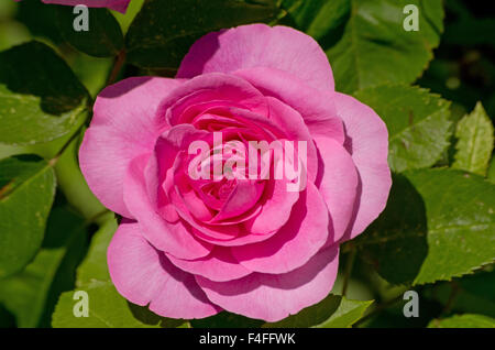 Rose Gertrude Jekyll Stockfoto