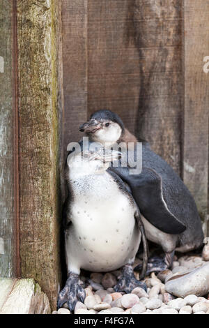 Zwei junge Humboldt-Pinguine drängen sich zusammen in den Säugling Gehäuse der Pinguin Strand-Ausstellung im ZSL London Zoo, London Stockfoto