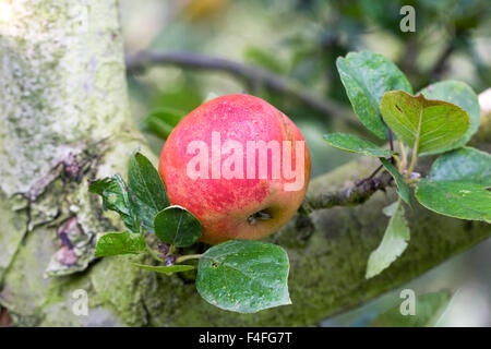 Malus Domestica. "Ross Nonpareil" Apfelfrucht. Stockfoto