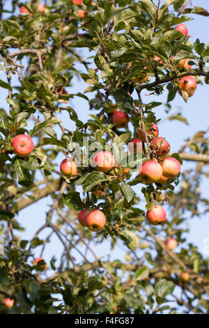 Malus "Marschall Oyama" Früchte auf dem Baum. Stockfoto