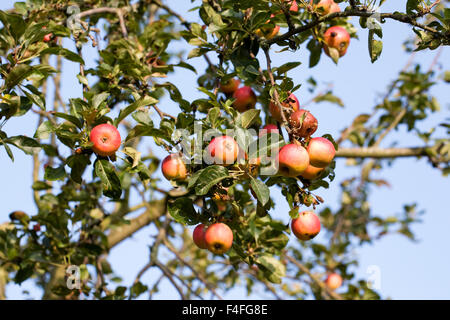 Malus "Marschall Oyama" Früchte auf dem Baum. Stockfoto