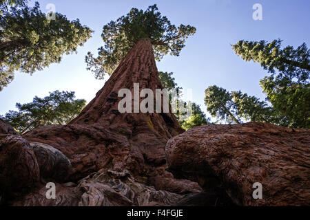 Redwood (Sequoioideae), Wellingtonia (Sequoiadendron Giganteum), Mariposa Grove, Yosemite-Nationalpark, Kalifornien, USA Stockfoto