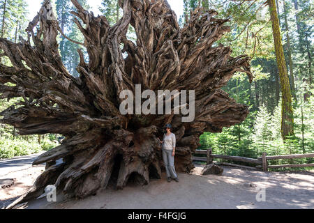 Gefallenen Monarch, Wurzeln aus Redwood (Sequoioideae), Wellingtonia (Sequoiadendron Giganteum), Mariposa Grove Stockfoto