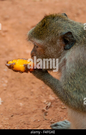 Affe, Eis essen Stockfoto