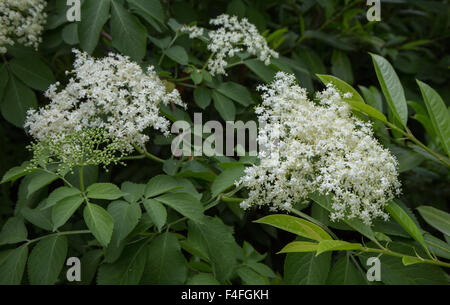 Nahaufnahme von europäischen elder (Sambucus Nigra) im Frühjahr blühenden Stockfoto