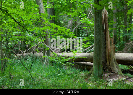 Alten gebrochenen Fichte im Sommer Laubwald stehen von Białowieża Wald, Polen, Europa Stockfoto