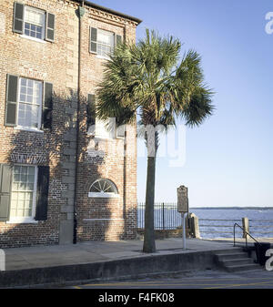 Charleston, South Carolina, USA. 16. Oktober 2015. Sabal Palmetto ist einer der 15 Arten ähnlich im Aussehen und der karibischen Palmen genannt. Die Palmetto mit seinen markanten buschigen und gespreizten Wedel an der Krone heraus ebenso wie es geraden Stamm und staubigen Farbe ist ersichtlich auf die Staatsflagge von South Carolina. Gesammelten Schnitt Wedel von der Palmetto-Palme schmückt auch die Charleston kommunalen Flagge. ---Ein hoch Sabal Palmetto Pam steht vor einem Haus entlang East Battery Street am weißen Punkt Garten entlang. © David Bro/ZUMA Draht/Alamy Live-Nachrichten Stockfoto