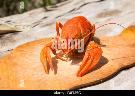 Gekochter Hummer auf ein Schneidbrett aus Holz. Vor dem Hintergrund des alten Holzes. Stockfoto