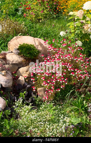 Blumenbeet mit wilden Blumen und Zierpflanzen Stockfoto