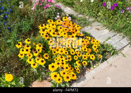 Blumenbeet mit wilden Blumen und Zierpflanzen Stockfoto
