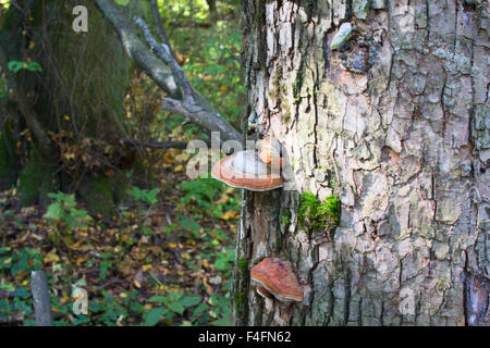 Chaga Pilz auf Birke im Mischwald. Stockfoto