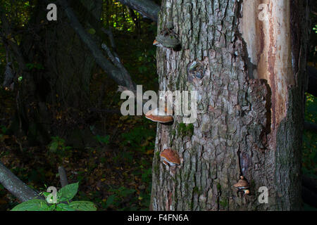 Chaga Pilz auf Birke im Mischwald. Stockfoto