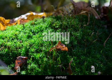 Die Hügel sind mit Moos im Mischwald bedeckt. Stockfoto